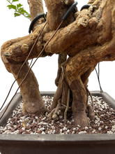 Bougainvillea - Pre-bonsai specimen (red) BO-102-P